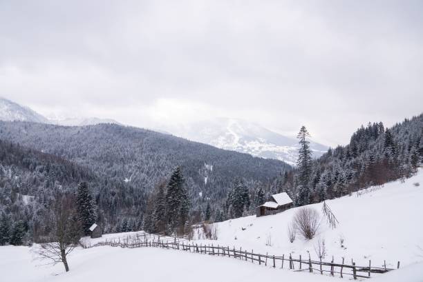 istock Low-angle view of a beautiful forest during winter 1441834033