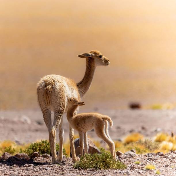 A selective of a vicuna with its baby in a field