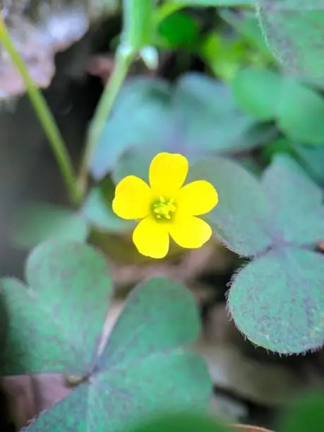 Photo of Yellow Oxalis stricta, yellow woodsorrel or  common yellow oxalis growing in the garden