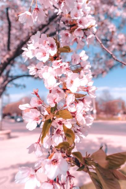 istock Beautiful shot of pretty cherry blossom 1441834675