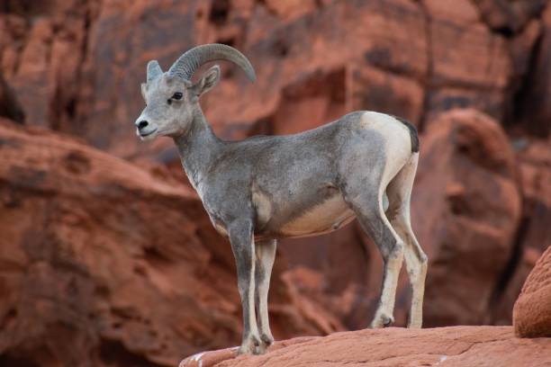 istock Bighorn sheep standing on a rock in Nevada desert 1441834700