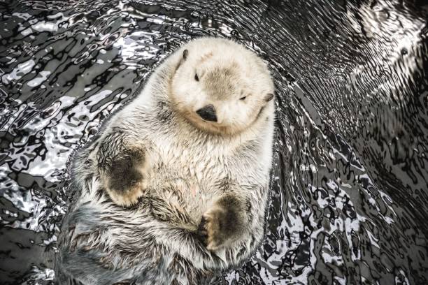 istock Cute white beaver swimming in the water 1441834724