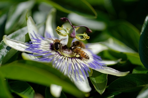 A closeup shot of a bee taking nectare from a Bluecrown Passionflower