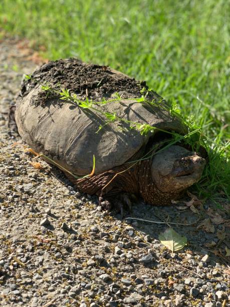 istock Vertical shot of a common snapping turtle (Chelydra serpentina) on the ground 1441835148
