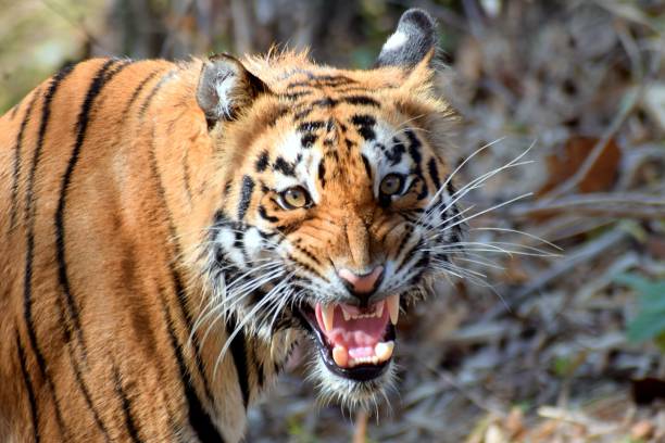 istock Closeup shot of a tiger 1441835195