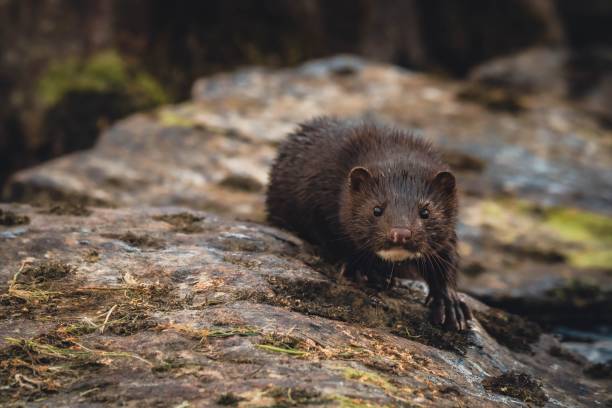 istock Closeup shot of a mink 1441835287