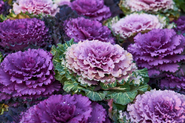 istock Purple and white ornamental kale 1441835589
