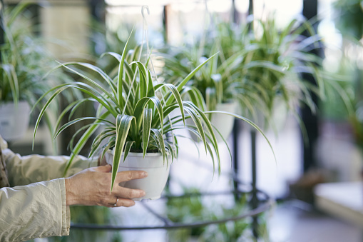 A closeup shot of woman hands holding a hanging chlorophytum in the garden