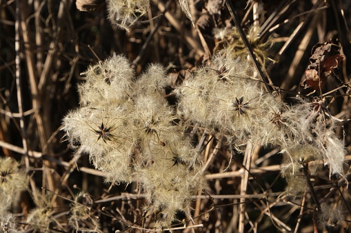 A closeup shot of Old Man's Beard plant with white blossom used in medicine