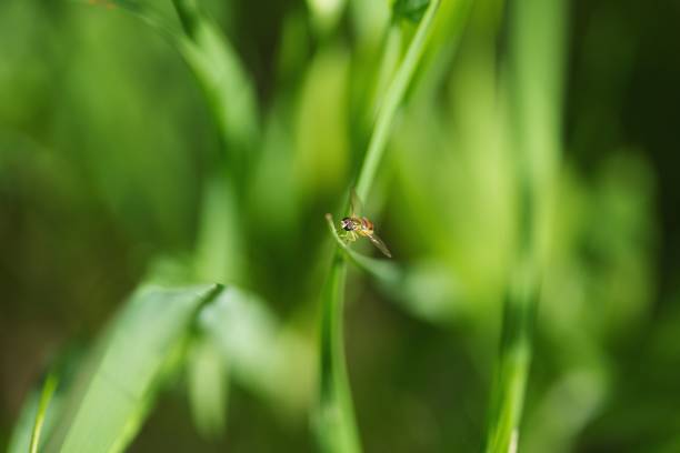 A selective focus image of a fly near the grass in the green background