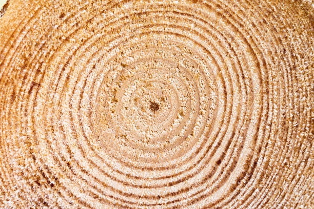 istock Extreme closeup of a chopped wood with visible ring pattern 1441836021