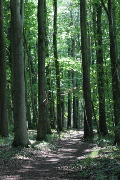istock Vertical shot of pine trees in the forest 1441836174