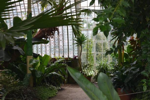 istock Closeup of an inside view of a greenhouse a path between different plants 1441836444