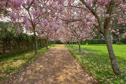 The path in the park surrounded by blossomed Chienese magnolia trees