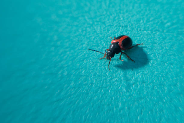 A selective focus shot of a beetle on a blue surface