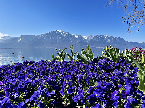 Closeup shot of flowers near the Geneva lake in Clarens, Montreux, Switzerland