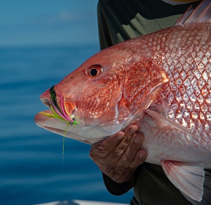 The northern red snapper fish in the hand of a fisherman