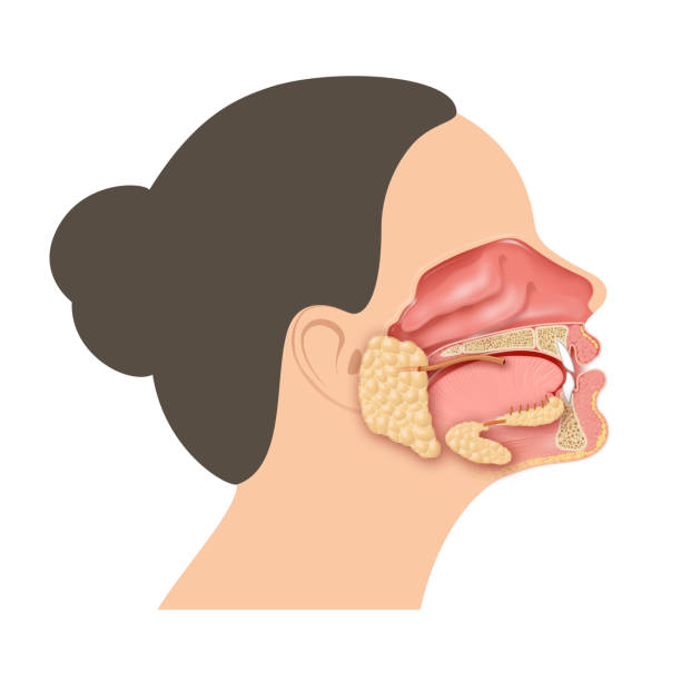 ilustraciones, imágenes clip art, dibujos animados e iconos de stock de las glándulas salivales en la boca - salivary gland
