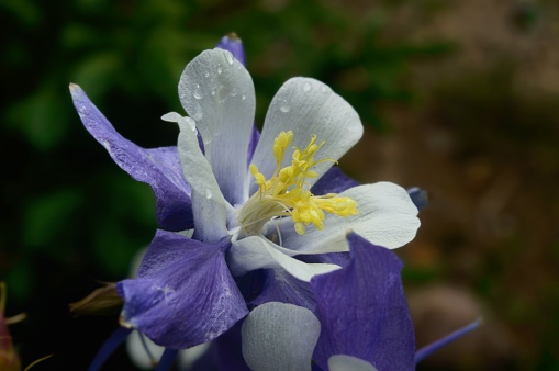 A closeup of a dwarf blue columbine with water droplets