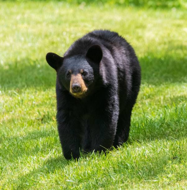 istock American black bear (Ursus americanus) on green grass 1441837231