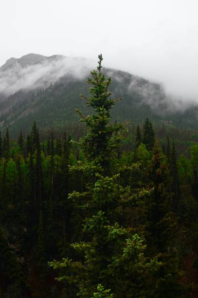istock Wet pine tree against the misty mountain on a rainy day 1441837274