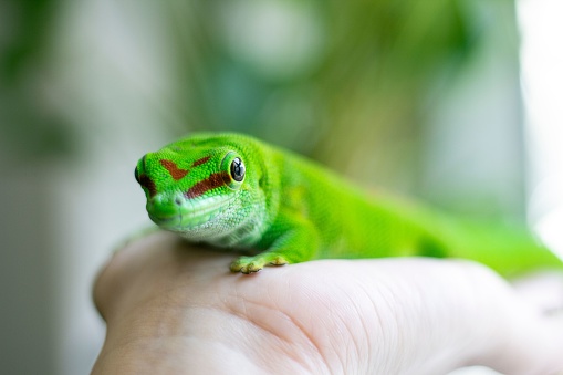A closeup of a hand holding a cute green gecko