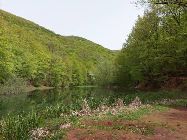 istock Small lake surrounded by greenery during the daytime 1441838388