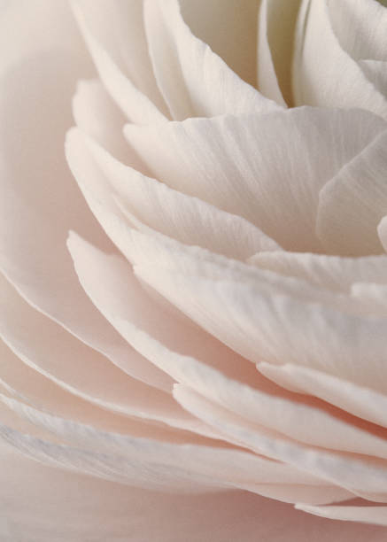 Flower texture, soft sweet peonie,