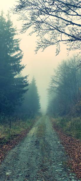 istock Vertical shot of the road through a misty forest 1441838607