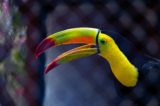A closeup of a colorful keel-billed toucan behind a wire mesh at a zoo