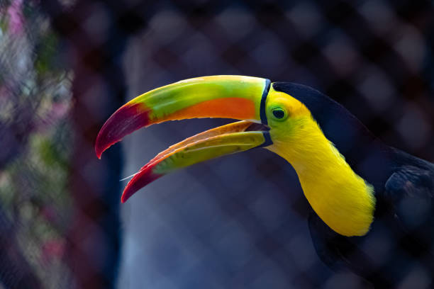 Closeup of a colorful keel-billed toucan behind a wire mesh at a zoo A closeup of a colorful keel-billed toucan behind a wire mesh at a zoo rainbow toucan stock pictures, royalty-free photos & images