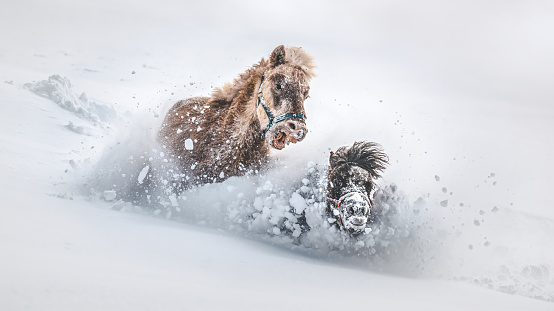Two little ponies jump and play in the snow.