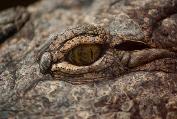 istock Closeup of a crocodile eye 1441838776