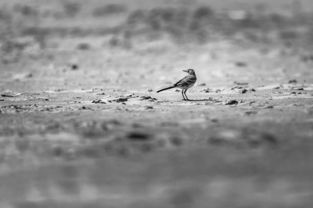 One bird