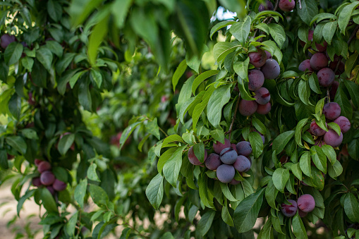 Plums on Tree