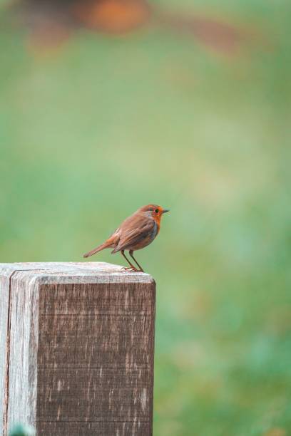 istock Vertical shot of a robin perched on a wood 1441839645