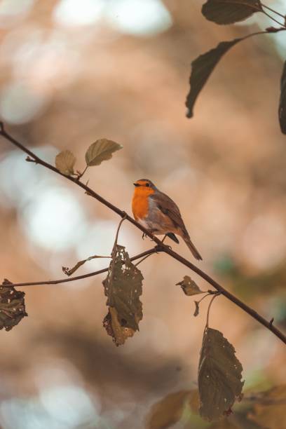 istock Vertical shot of a robin perched on a branch with autumn foliage 1441839648