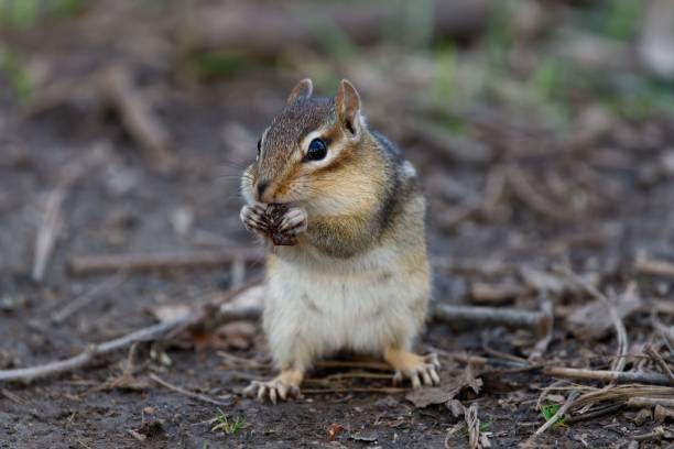 istock Selective focus on an Eastern chipmunk holding a piece of nut and eating it in the forest 1441839957