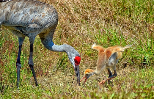 An adult Sandhill Crane with Colt eating together in the field in Florida, USA