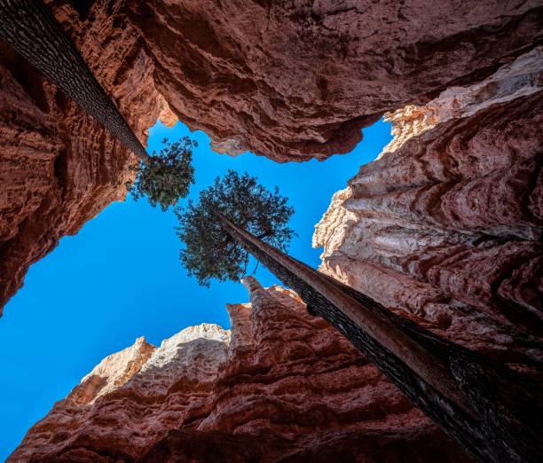 istock Low angle shot of a trees and red canyon rocks 1441840270