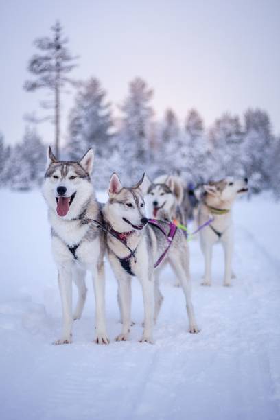 istock Pack of Siberian huskies on a sled harness on a snow-covered field 1441840317