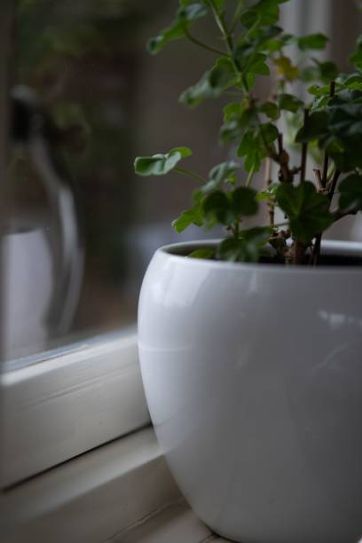 istock Green potted plant in white bowl 1441840400