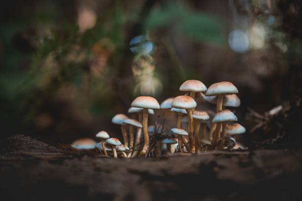istock Shallow focus shot of Toadstools Mushrooms on the forest ground with blur background 1441840574