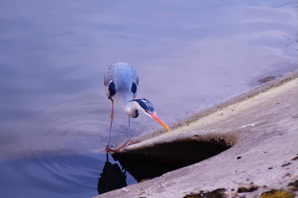 A heron has patience. So he can look long into this tube without any move to see if there are young fish hiding. A picture after sunset.