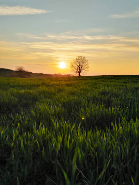 istock Vertical shot of a sunset over a big bare tree in a countryside 1441840643