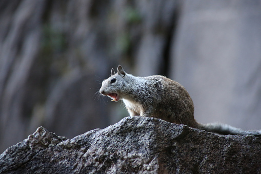 A closeup portrait of a furry wild squirrel sitting on a large stone surface in its natural habitat
