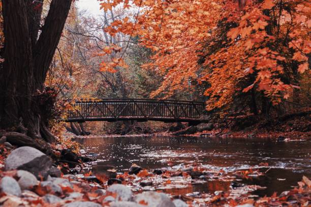 istock Autumn landscape displaying a small bridge over a river surrounded by trees with orange leaves 1441840847