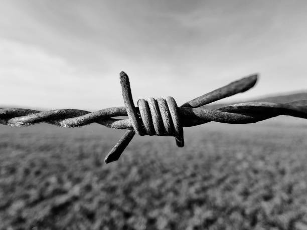 istock Greyscale closeup shot of a barbed wire 1441840864