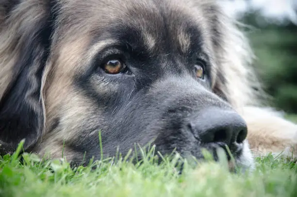 a closeup shot of the Leonberger face on the green ground