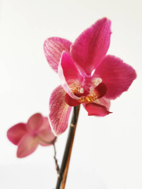 istock Beautiful pink phalaenopsis orchids on white background 1441841188